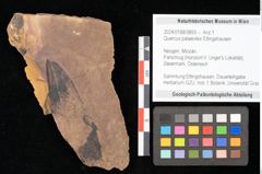 Foto (Objekt + Etikett) von Quercus palaeoilex Ettingshausen (NHMW-GEO-2024-0188-0893)